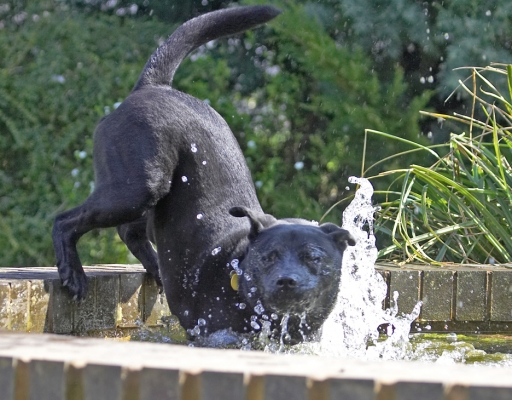 Whoops!!
Ključne besede: Charlie Black Labrador Chow cross X