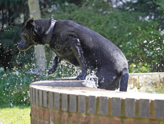 I'm outta here
Λέξεις-κλειδιά: Charlie Black Labrador Chow cross X