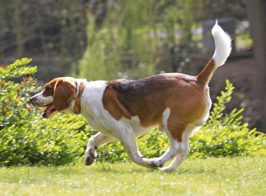 Just off for a run
Anahtar kelimeler: Bilbo Beagle