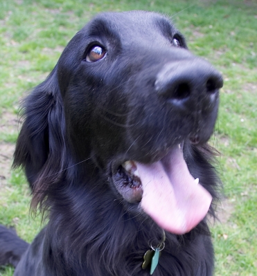I'm just one happy guy
Ključne besede: Loki Flat Coated Retriever tongue