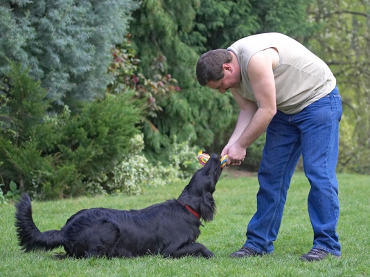 Ha, I can even beat you lying down
Ključne besede: Loki Flat Coated Retriever Zbigniew