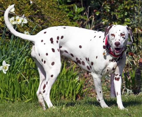 Wassup!
Palabras clave: Mia Dalmatian