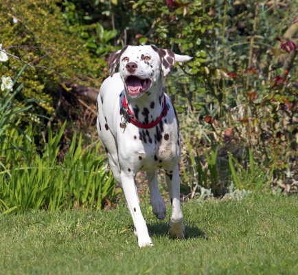 I'm in doggie heaven
Ключови думи: Mia Dalmatian tongue