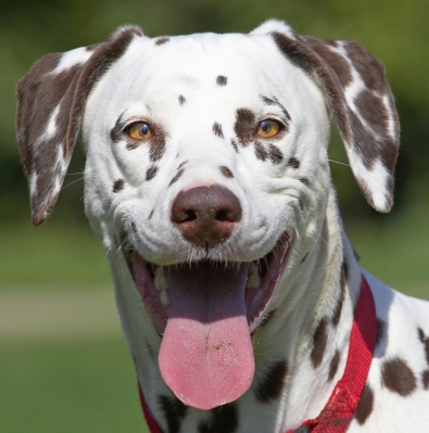See, I can smile
Słowa kluczowe: Mia Dalmatian tongue