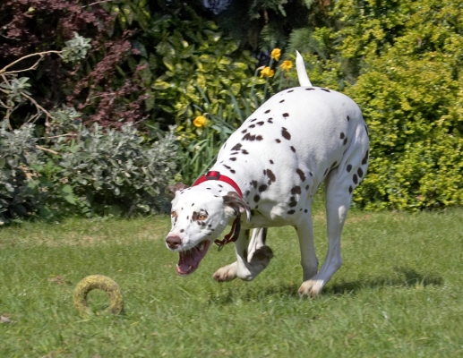 It's mine
Schlüsselwörter: Mia Dalmatian