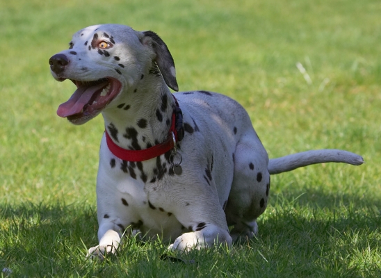 Time out
Palabras clave: Mia Dalmatian tongue