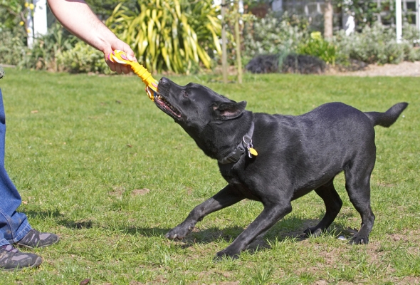 I'm gonna win this tug-o-war
Palabras Clave: Charlie Black Labrador Chow cross X