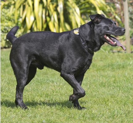 OK, I'm bored with that
Palabras Clave: Charlie Black Labrador Chow cross X tongue