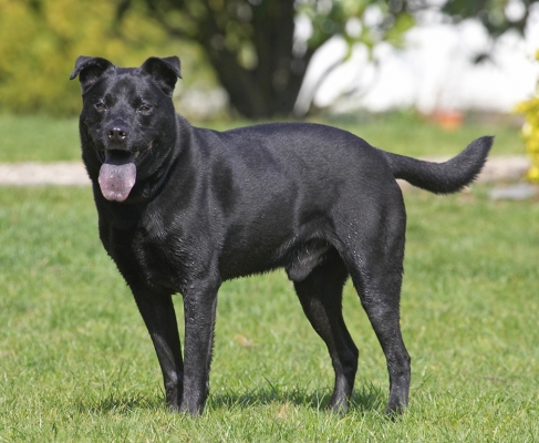 What's next?
Palabras clave: Charlie Black Labrador Chow cross X tongue