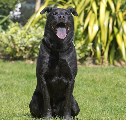 Hey, look, I'm just taking a breather
Keywords: Charlie Black Labrador Chow cross X tongue