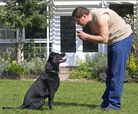OK, how long do I have to sit still?!
Ключові слова: Charlie Black Labrador Chow cross X tongue Zbigniew