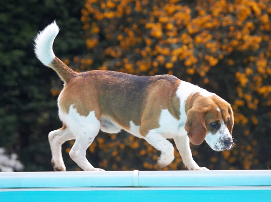Boy, this water's blue
Słowa kluczowe: Bilbo Beagle swimming pool