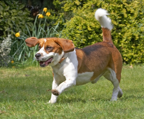 Ready for take off
Ключові слова: Bilbo Beagle