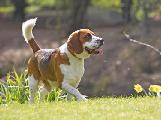 Pah, those ducks aren't very interesting
الكلمات الإستدلالية(لتسهيل البحث): Bilbo Beagle tongue