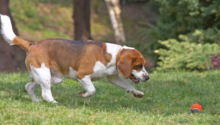 Stay there, I'll get you
Palabras Clave: Bilbo Beagle
