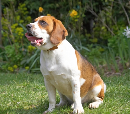 Jus' lickin' my chops
Ключевые слова: Bilbo Beagle tongue