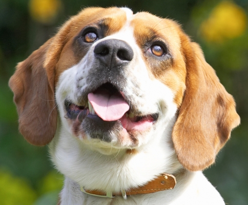 How can you resist this look!
Palabras Clave: Bilbo Beagle tongue
