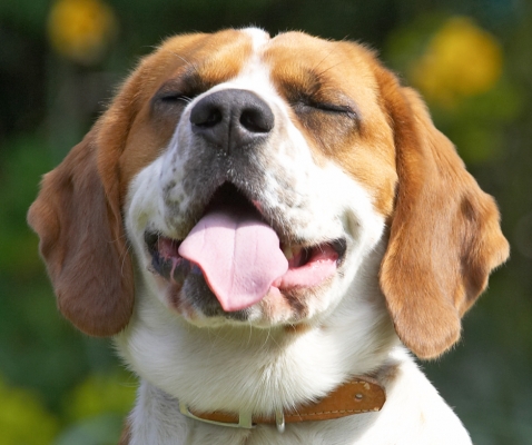 Mmmmmmmm
Palabras Clave: Bilbo Beagle tongue