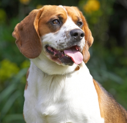 Stop pointing that thing at me
Keywords: Bilbo Beagle tongue