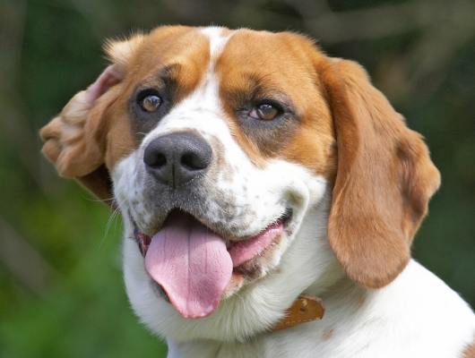 Whaddya want!
Λέξεις-κλειδιά: Bilbo Beagle tongue