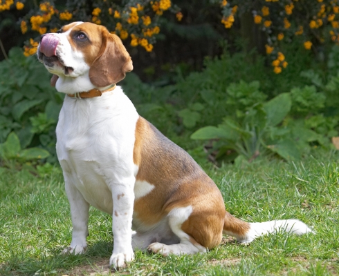 Yummmmmmm
Ключові слова: Bilbo Beagle tongue