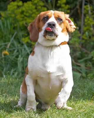 Mmm, that was good
Keywords: Bilbo Beagle tongue