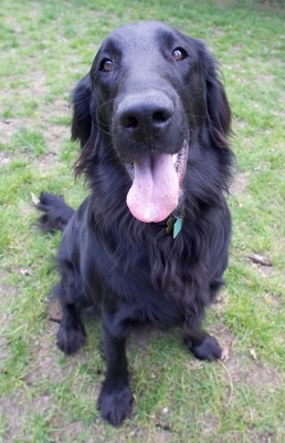 Quick, get that shot, this is a short breather
Palabras clave: Loki Flat Coated Retriever tongue