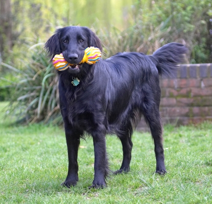 Now, I've got this I am not letting go
Palabras clave: Loki Flat Coated Retriever