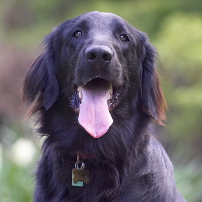 Hmm, I think you got something for me
Keywords: Loki Flat Coated Retriever tongue