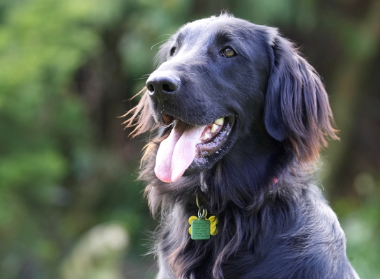 Is this a cute smile or what!
Keywords: Loki Flat Coated Retriever tongue