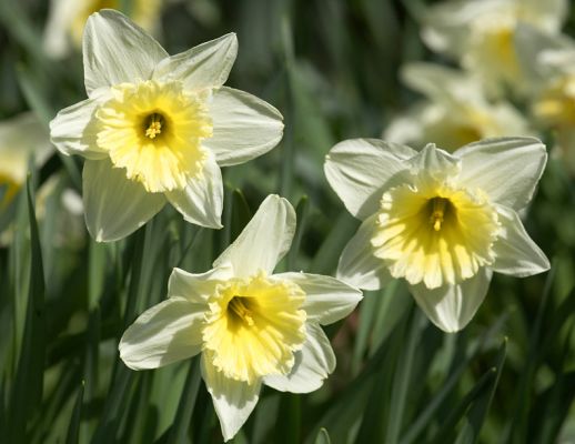 Spring Daffodils
Photographed in the front garden of Whitecroft, April 10 2006.
Keywords: daffodils Whitecroft garden spring flower