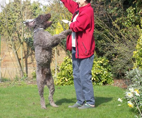 Marjorie and Elvis
Marjorie was getting ready to throw a ball for Elvis --- but he wanted it now.  Or he wanted to dance with Marjorie.
Keywords: Elvis French poodle throw ball Marjoire