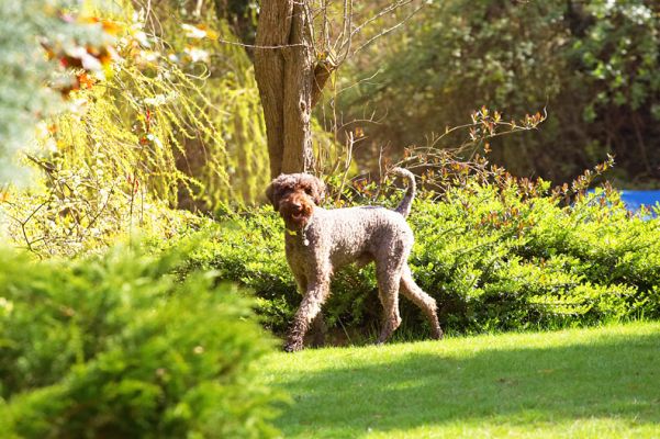 Elvis Prowling the Gardens
Keywords: Elvis French Poodle gardens Whitecroft spring sunshine