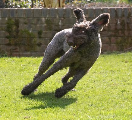 Elvis Making a Quick Turn
Anahtar kelimeler: Elvis French Poodle running turning ears