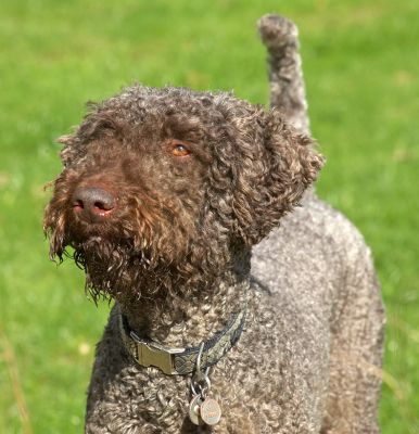Elvis Looking Cute
Ключевые слова: Elvis French Poodle cute