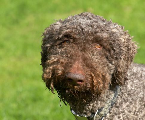 Elvis
Elvis is a standard French Poodle.
Palabras clave: Elvis French poodle
