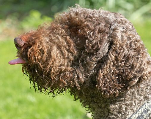 Elvis Having Some Peanut Butter
Λέξεις-κλειδιά: Elvis peanut butter tongue French Poodle dog