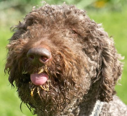Elvis and the Peanut Butter
Anahtar kelimeler: Elvis French Poodle peanut butter dog tongue
