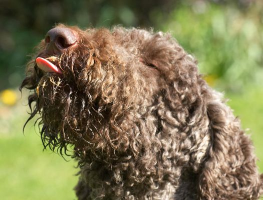 Elvis and the Peanut Butter
Λέξεις-κλειδιά: Elvis standard French poodle peanut butter tongue