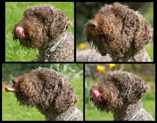 Four Faces of Elvis
Enjoying the peanut butter.
Keywords: Elvis French Poodle peanut butter lick tongue