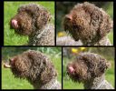 Elivis-Four-Portraits.jpg
