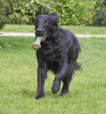 See, Mom, Dad, I did do some exercise
Ключові слова: Loki Flatcoated Retriever