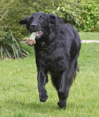 This is called multi-tasking!
Anahtar kelimeler: Loki Flatcoated Retriever