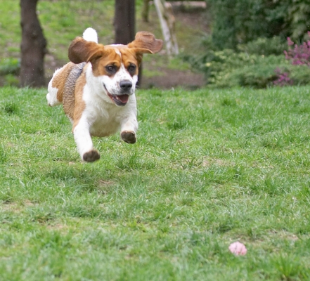 Wheee, I'm flying
Ključne besede: Bilbo Beagle