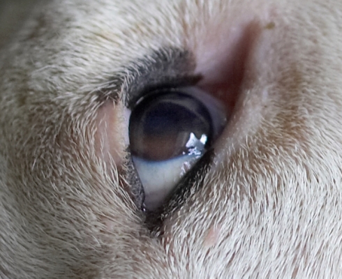 Who's keeping an eye on who?!
Anahtar kelimeler: Kiko English Bull Terrier