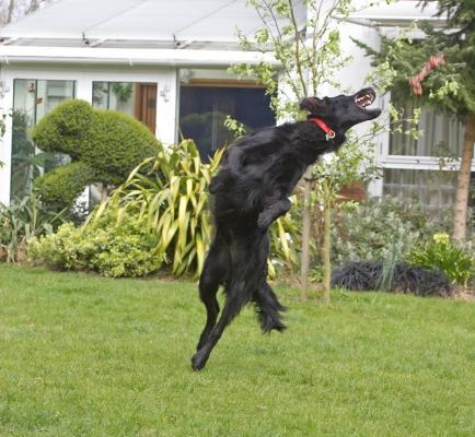 Clooooooose
Palabras clave: Loki Flatcoated Retriever