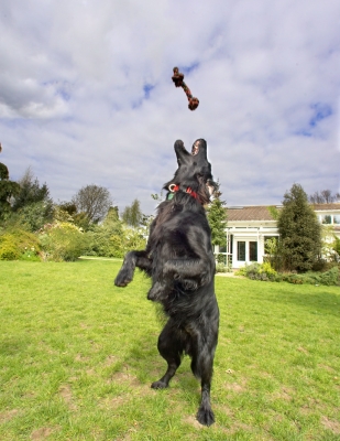 Come to Daddy
Palabras clave: Loki Flatcoated Retriever