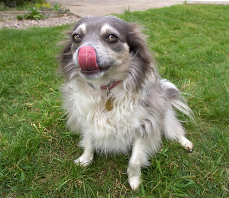 Me, eating?????!!
Keywords: Rose Longhaired Chihuahua tongue