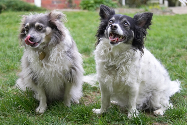 I'm still waiting
Keywords: Matt Rose Longhaired Chihuahua tongue