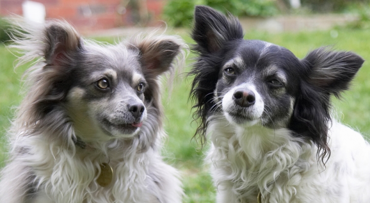 We're just a couple of little cuties
Palabras clave: Matt Rose Longhaired Chihuahua